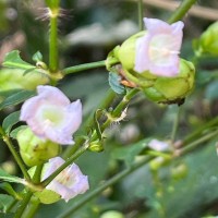 Strobilanthes glandulata Nilanthi et al.